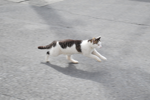 貝塚駅の猫4