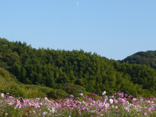 秋桜と上弦