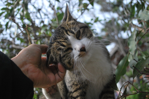 シャープなハチワレさん4