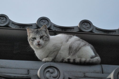 塀の上の猫さん１