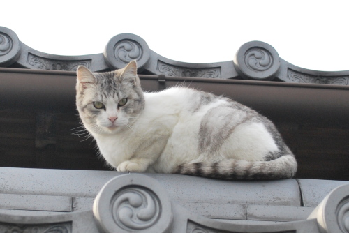 塀の上の猫さん２