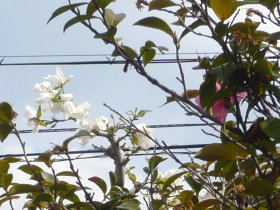 コブシと山茶花