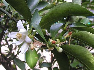 ユズの花