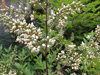 ナンテンの花