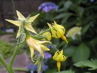 フルーツトマトの花