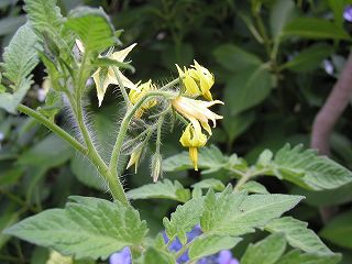 フルーツトマトの花