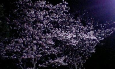 夜桜２