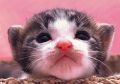 ねこ２.jpg
