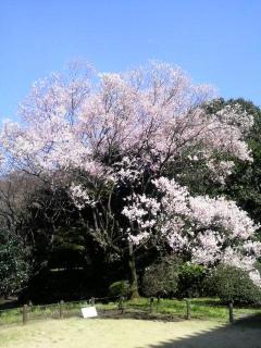 上野