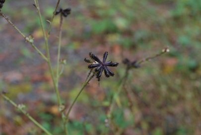 DSC_0747.JPG