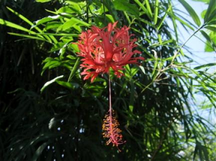 南国花３