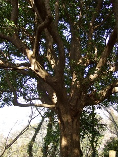 ツリーハウス候補