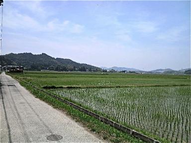 田んぼの畦道