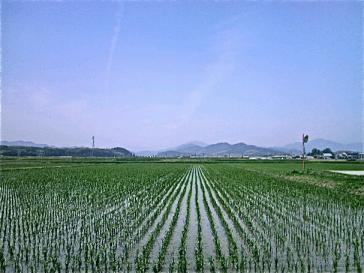田んぼ