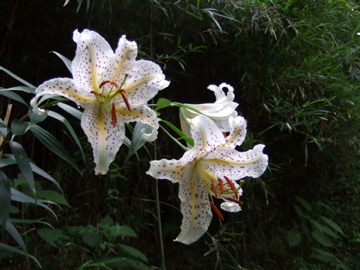 百合