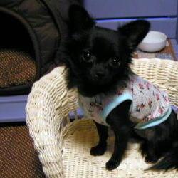 tipsmode 小花タンク 1.jpg