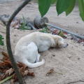 BALI dogs 02.jpg