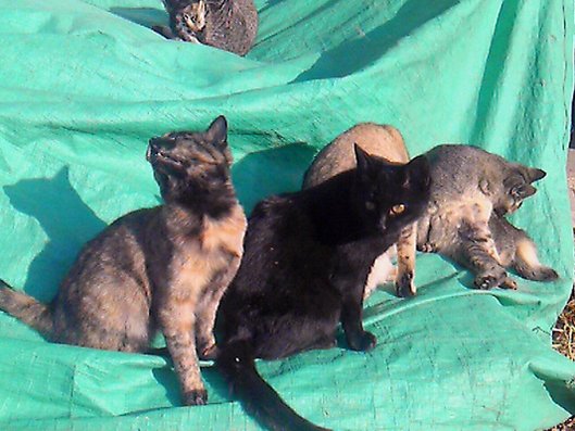 猫