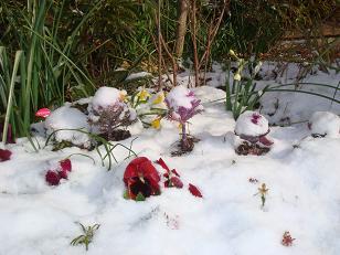 3度目の雪を被った草花.JPG