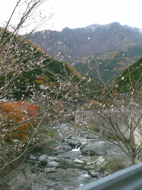 紅葉と桜の花