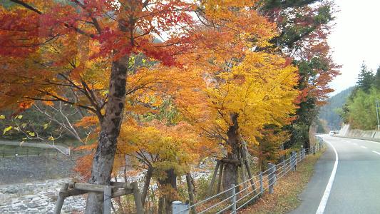 木の香付近の紅葉