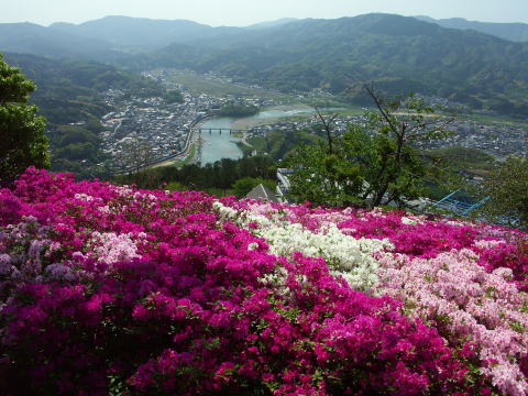 大洲市冨士山のつつじ