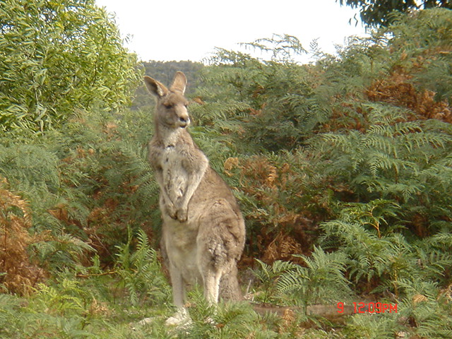 kangaroo