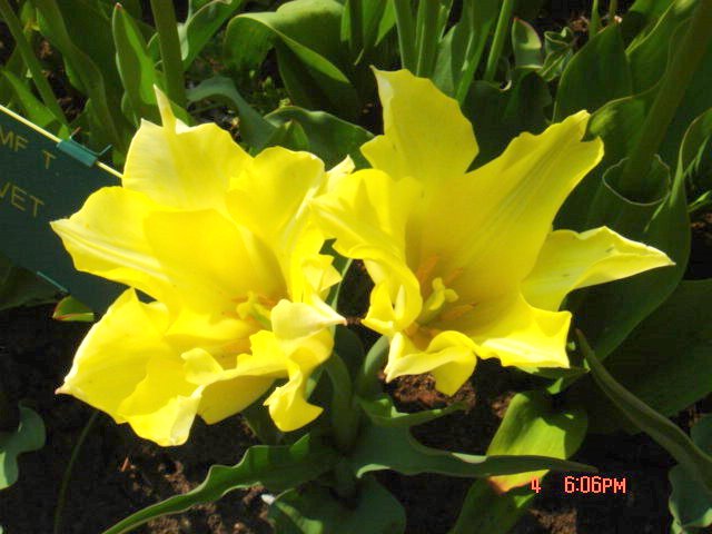 オランダキューケンホフ