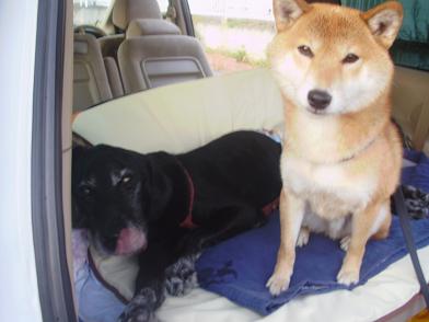 カイちゃん乗り込む