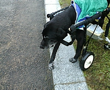 今日は大雨