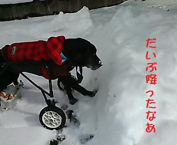 雪だいぶ降った