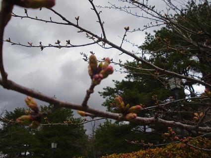 桜の状態