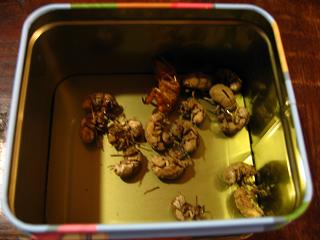 IMG_4570.JPG