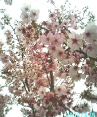 090405sakura2