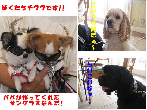 チワワ.JPG