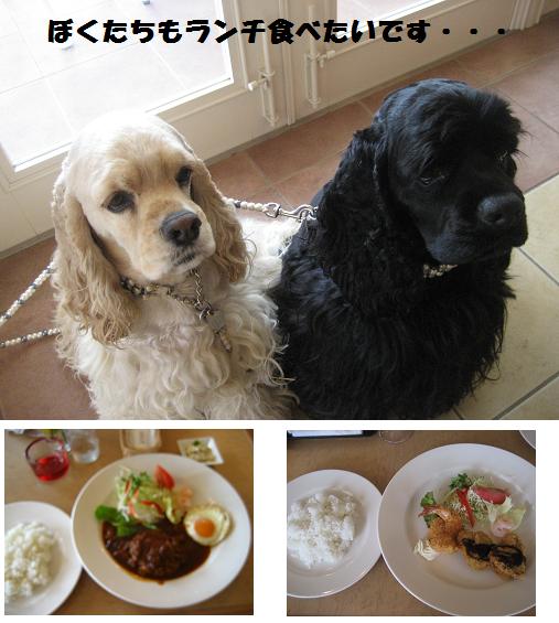 ランチ.JPG