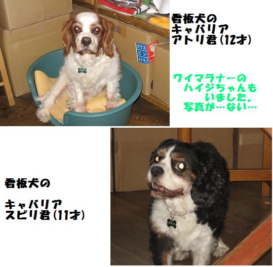 看板犬.JPG