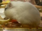 ポッポ