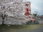 岩淵水門の桜