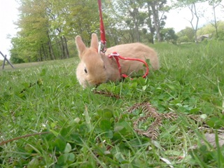 のんちゃんうさんぽ