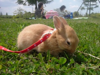 のんちゃんうさんぽ1