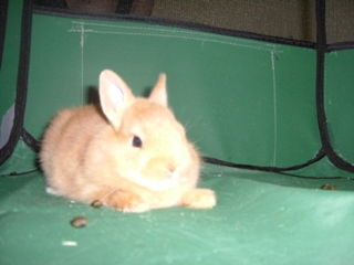 お出掛けノンちゃん1