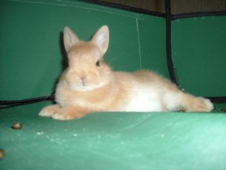 お出掛けノンちゃん2