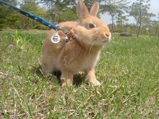 マオくんうさんぽ