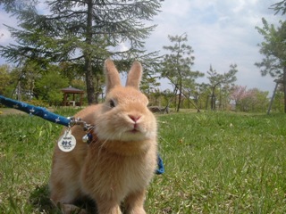 マオくんうさんぽ1