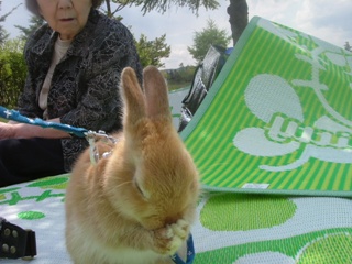 マオくんうさんぽ2