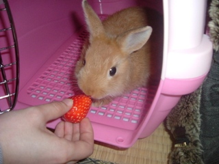 マオくんとイチゴ