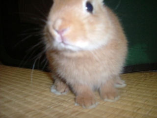 マオくん寂しい…