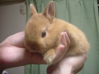 なんぐらむー？