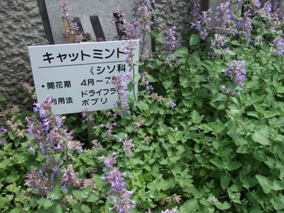 ｷｬｯﾄﾐﾝﾄ